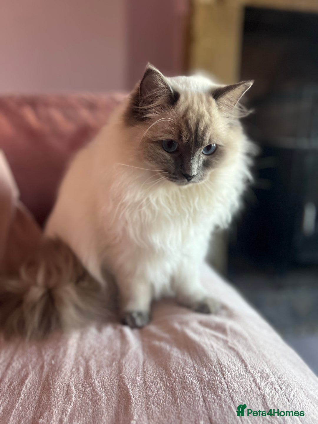 Ragdoll cats for sale: Looking for a 5 star home for my two ragdolls - Image 5