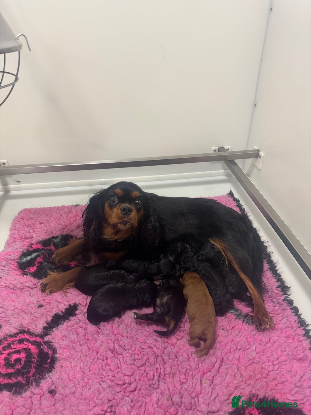 Cavapoo dogs for sale: DonnaJay’sCelebrityK9s EXCELLENT Trustpilot,Google - Advert 2