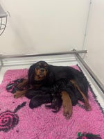 Cavapoo dogs DonnaJay’sCelebrityK9s EXCELLENT Trustpilot,Google - Advert 9