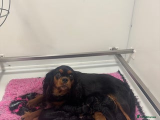 Cavapoo dogs DonnaJay’sCelebrityK9s EXCELLENT Trustpilot,Google - Advert 6