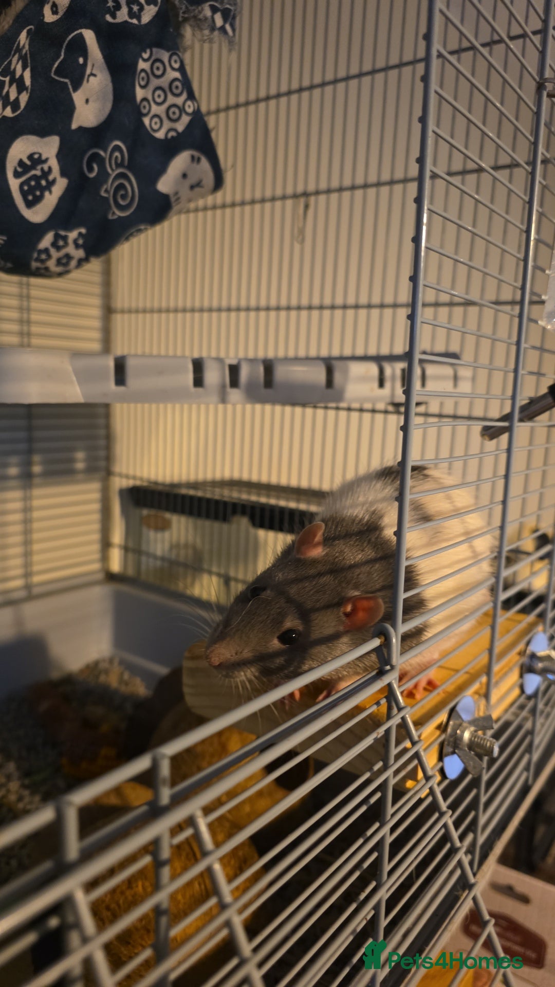 Rat rodents for sale: Male rat Looking for home - Advert 4