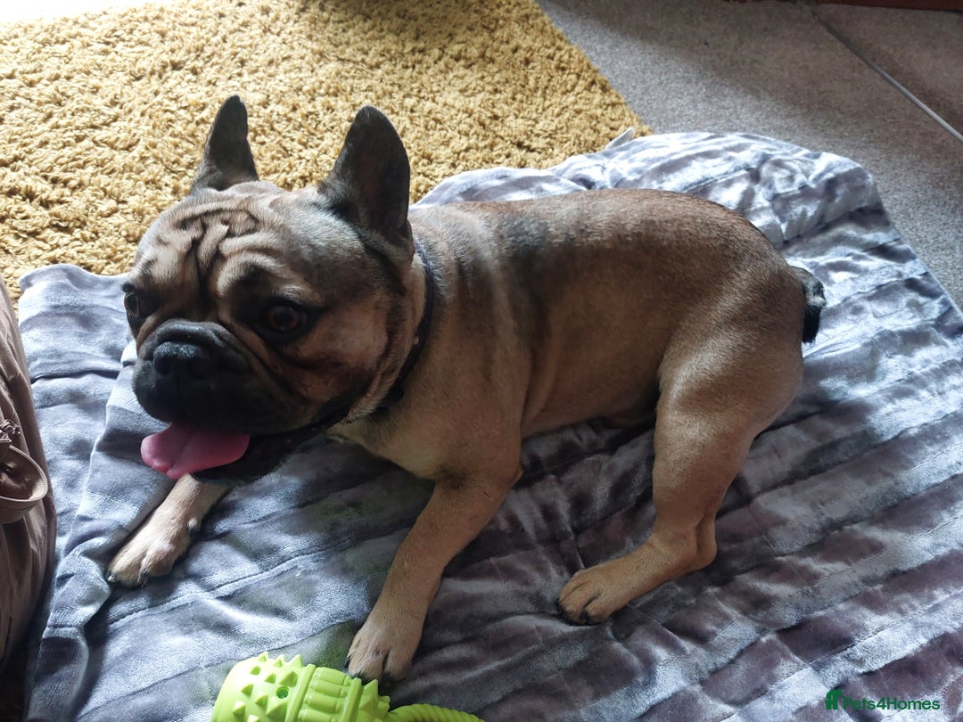 French Bulldog dogs for sale: French Bulldog. - Image 2