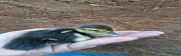 Chickens poultry for sale: Duckling and chicks available - Advert 17