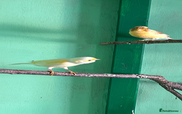 Canaries birds for sale: 2female canaries  - Image 3