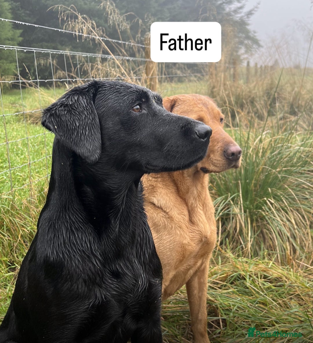Labrador Retriever dogs for sale: Beautiful Labrador Puppies - Image 8