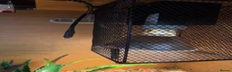 Corn Snake reptiles for sale: Gorgeous Cinder Corn Snake and full set up in Andover - Advert 11