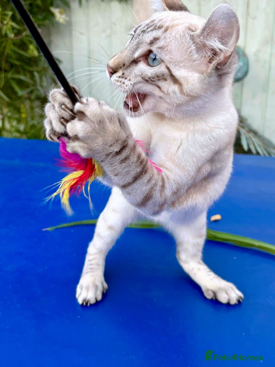 Keetso cats for sale: Wild looking polydactyl curled eared snow leopard  - Image 17
