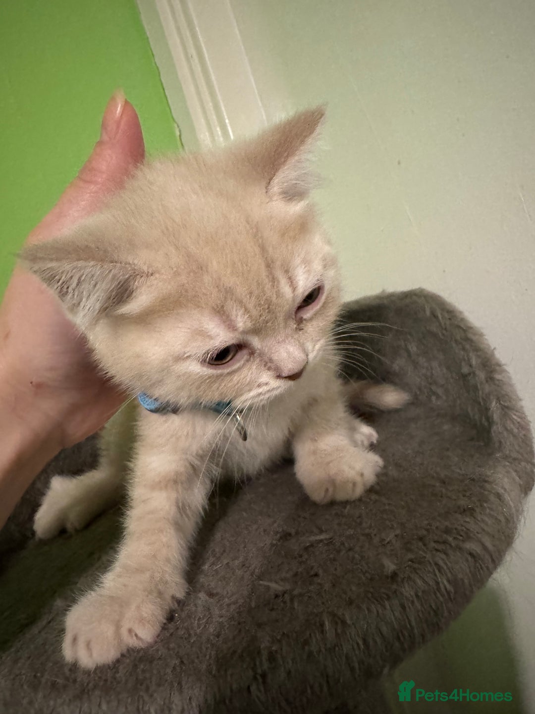 British Shorthair cats for sale: Lovely British shorthair kittens  - Advert 7