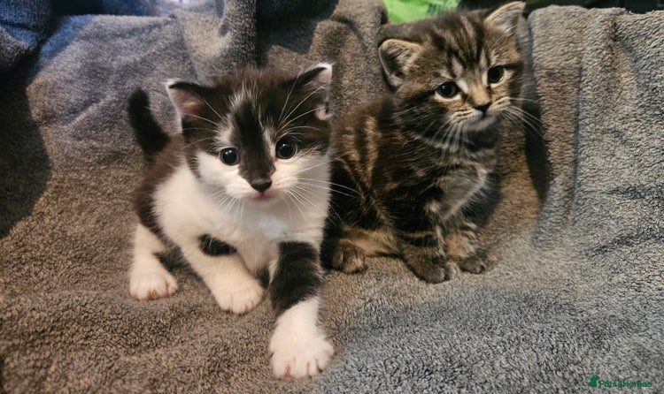 Russian Blue cats Russian blue mix - Advert 1