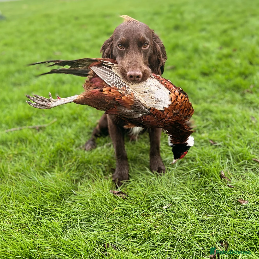 Cocker Spaniel dogs for stud: Cocker spaniel for stud extensively health tested  in Shrewsbury - Advert 23