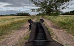 Irish Cob horses for sale: 13.1/13.2 Low Level All Rounder Cob Gelding  - Image 4