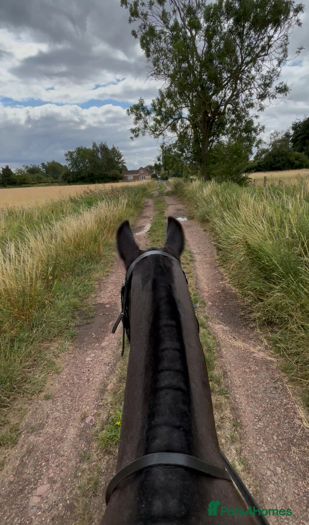 Irish Cob horses for sale: 13.1/13.2 Low Level All Rounder Cob Gelding  - Image 4