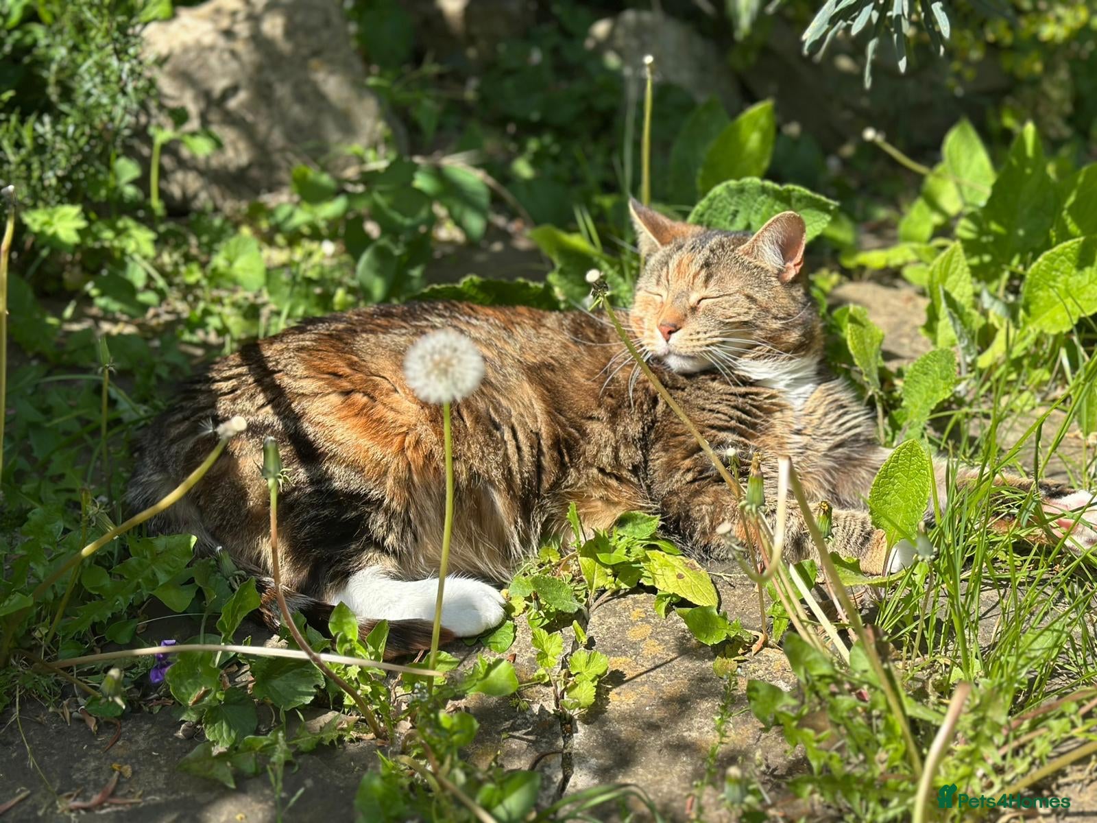 Mixed Breed cats for sale: Free: Tigrina and Ombra, sweet and playful sisters - Advert 14