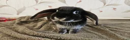 Mixed Breed rabbits for sale: Rescue a lovely bunny - Evangeline - Advert 1