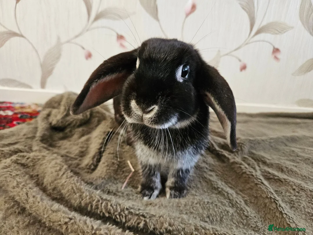 Mixed Breed rabbits for sale: Rescue a lovely bunny - Evangeline - Advert 1