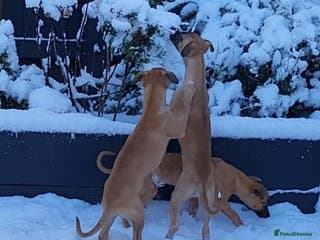 Whippet dogs 3 😍 KC well trained pups needing a forever 🏡 - Advert 3