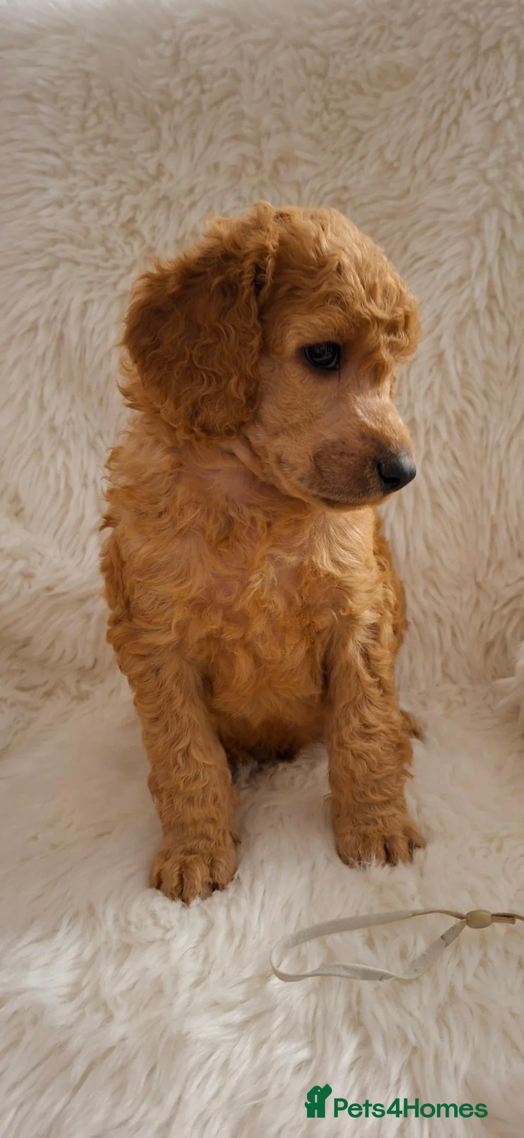Standard Poodle dogs for sale: Fully Health Tested St Poodle Puppies  - Advert 2