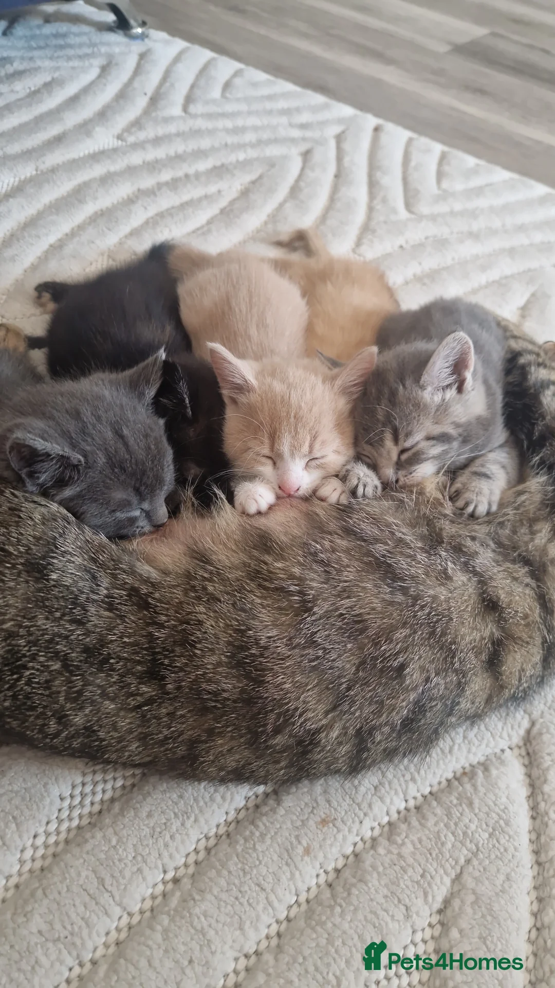 Mixed Breed cats for sale: Kitties - Advert 2