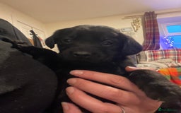 Springador dogs for sale: Springador pups - Image 6