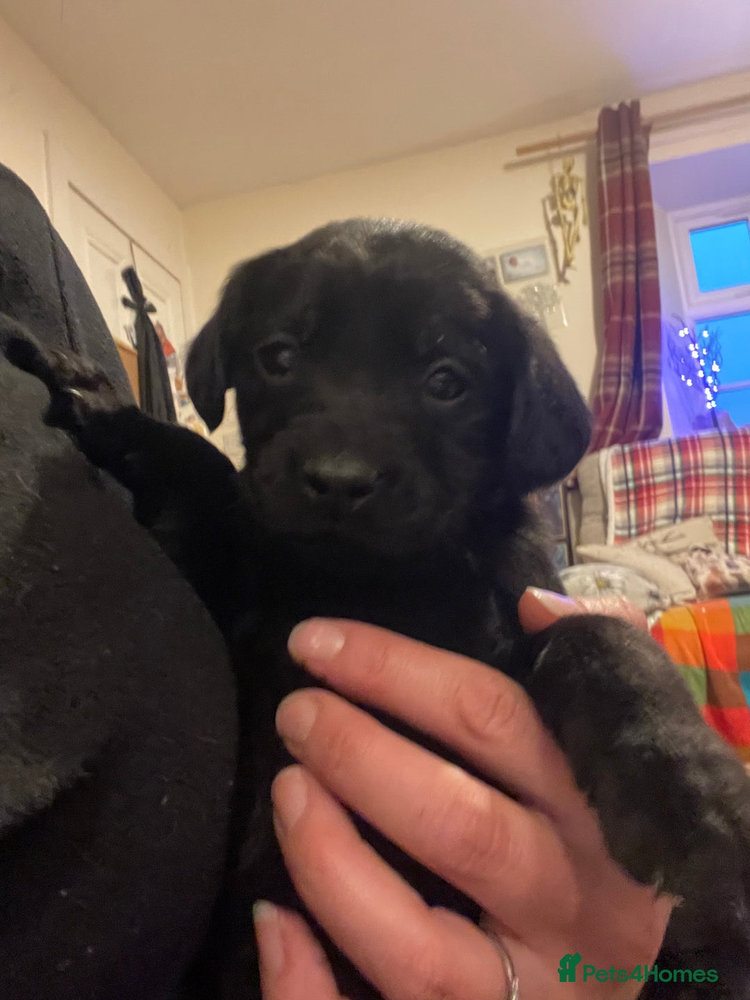 Springador dogs for sale: Springador pups - Image 6
