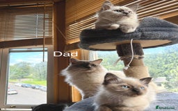 Ragdoll cats for sale: 4 beautiful ragdoll kittens  - Image 31