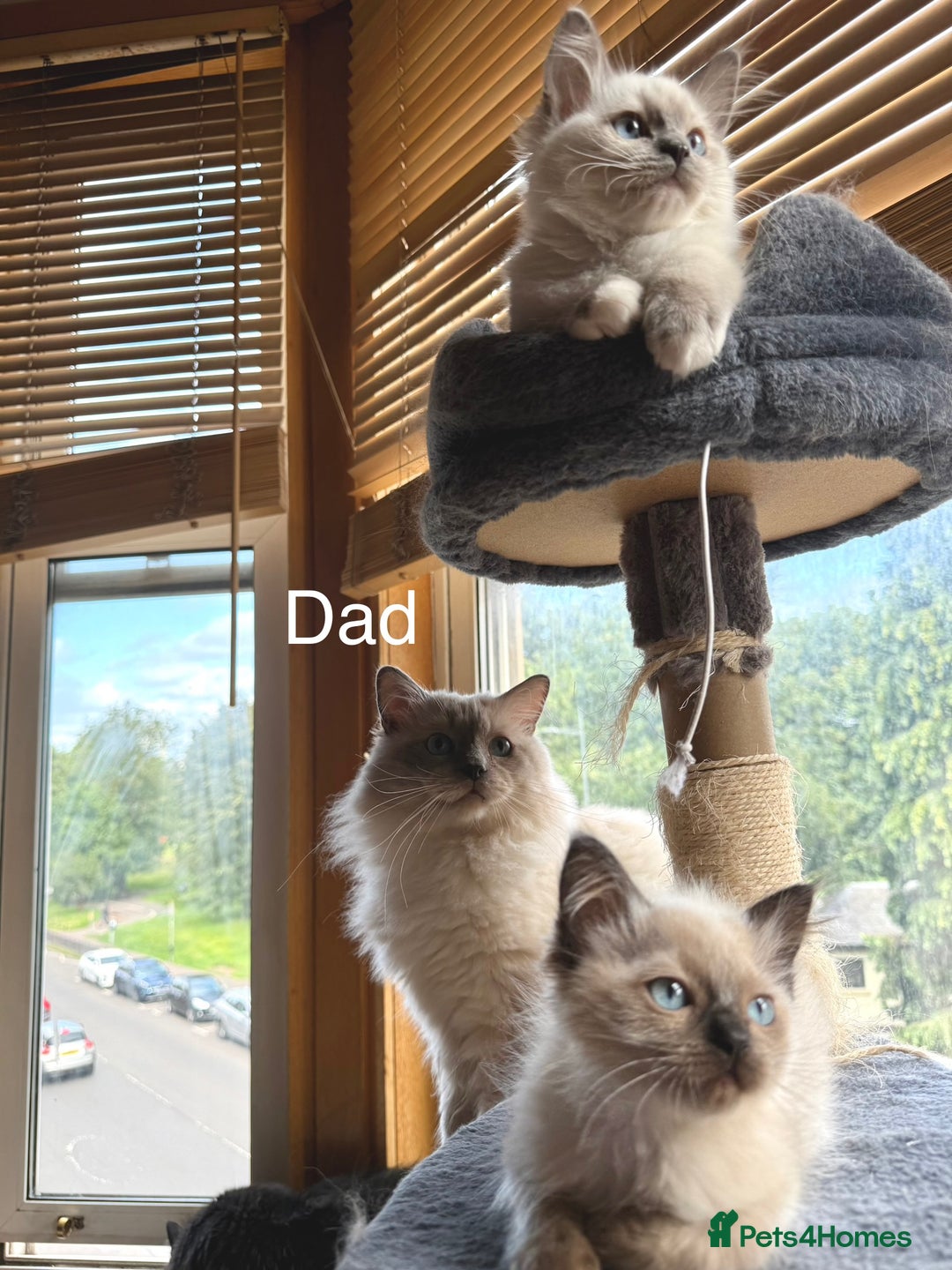 Ragdoll cats for sale: 4 beautiful ragdoll kittens  - Image 31
