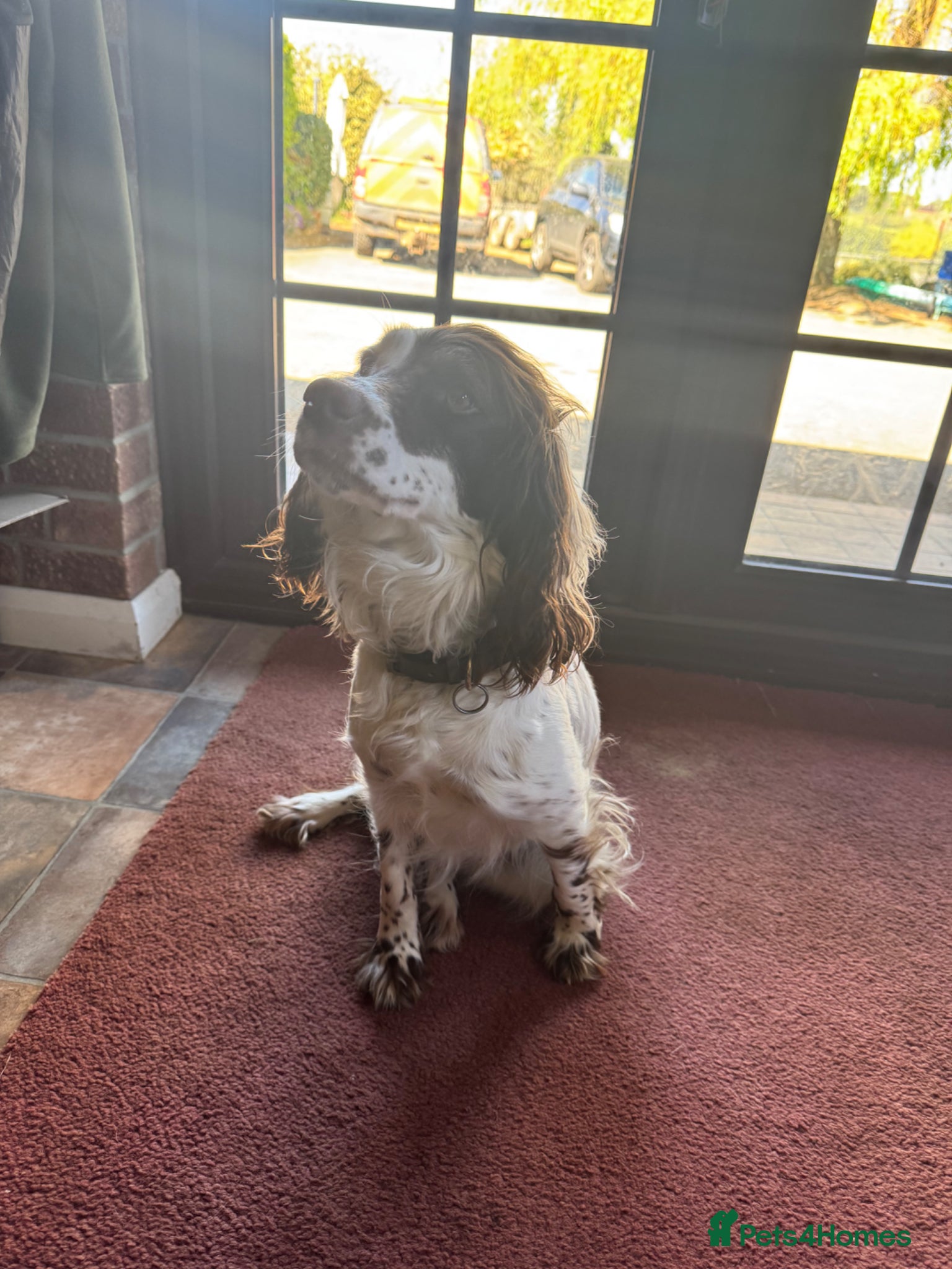 Cocker Spaniel dogs 4 black and black & white cocker spaniel puppies - Advert 2