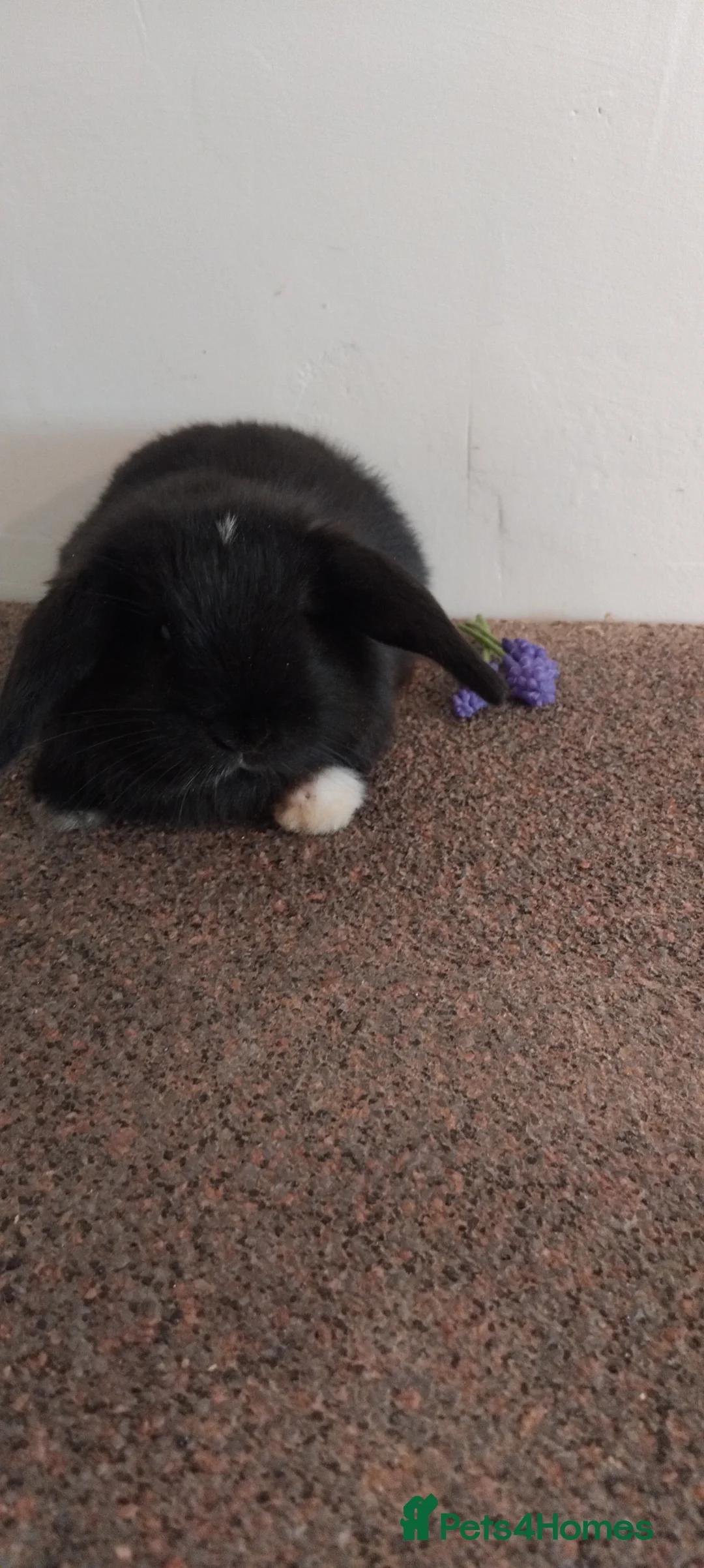 Mini Lop rabbits for sale: 2x gorgeous baby mini lop bunnies for sale - Advert 2