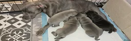 Staffordshire Bull Terrier dogs for sale: KC Reg Staffy Puppies - Bullscaff Sire Bill in Boston - Advert 11