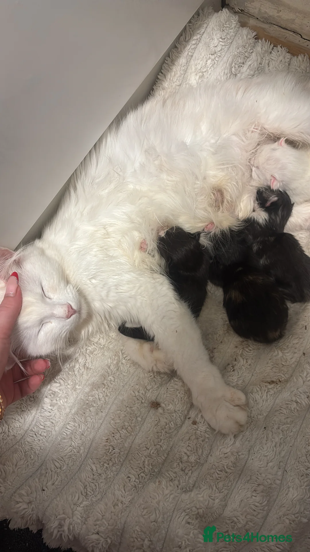 Turkish Angora cats for sale: Fluffy  Kittens Looking for Their Forever Homes  - Advert 2