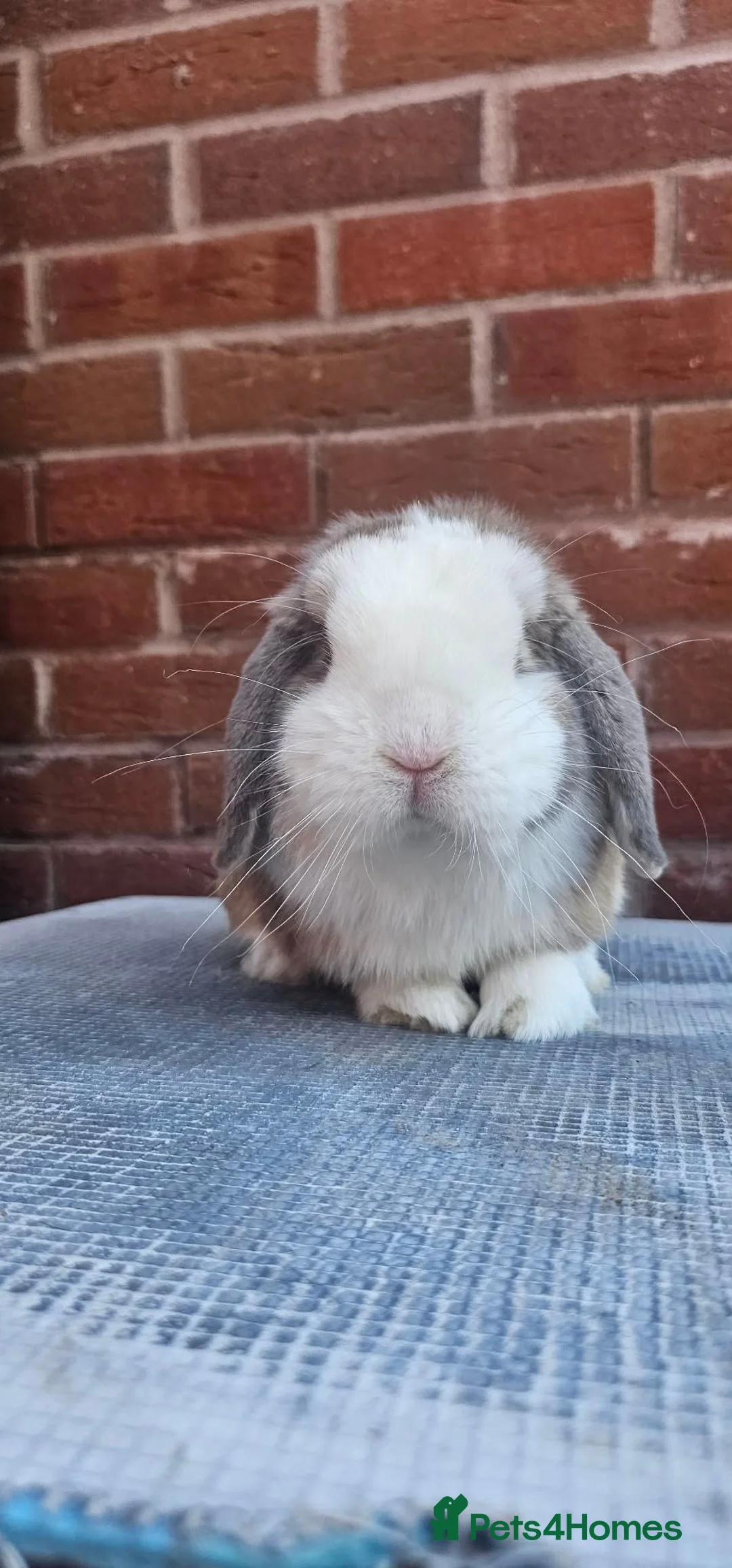 Mini Lop rabbits for sale: Mini Lops For Sale  - Advert 5