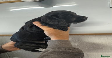 Cocker Spaniel dogs - Advert 3