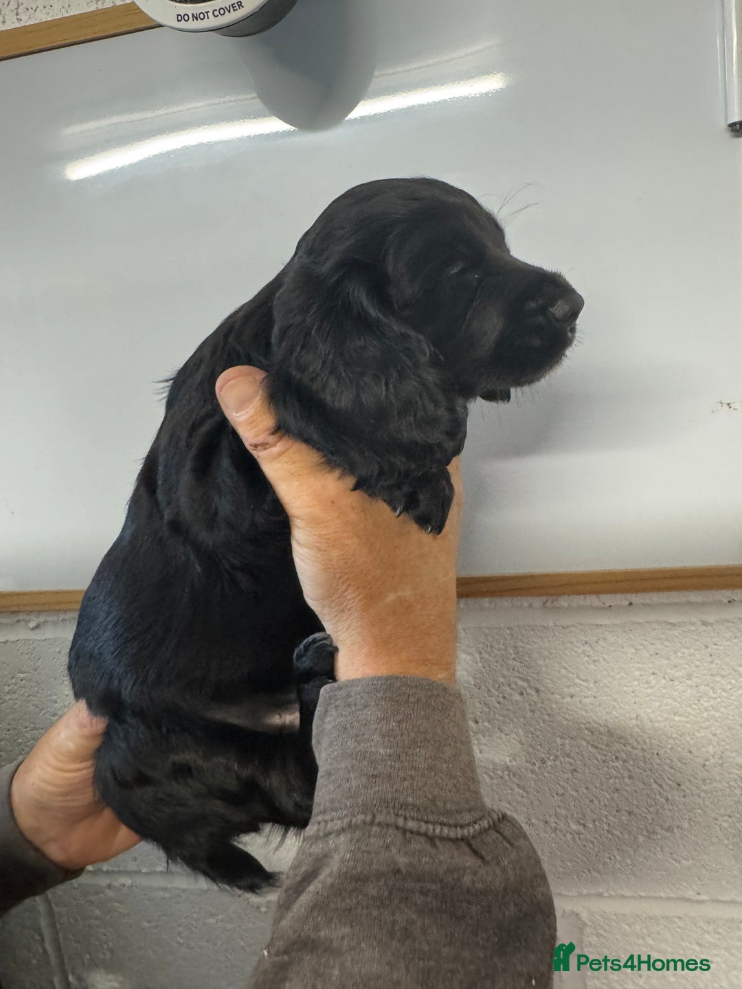 Cocker Spaniel dogs for sale: Working cocker spaniel pups - Image 6