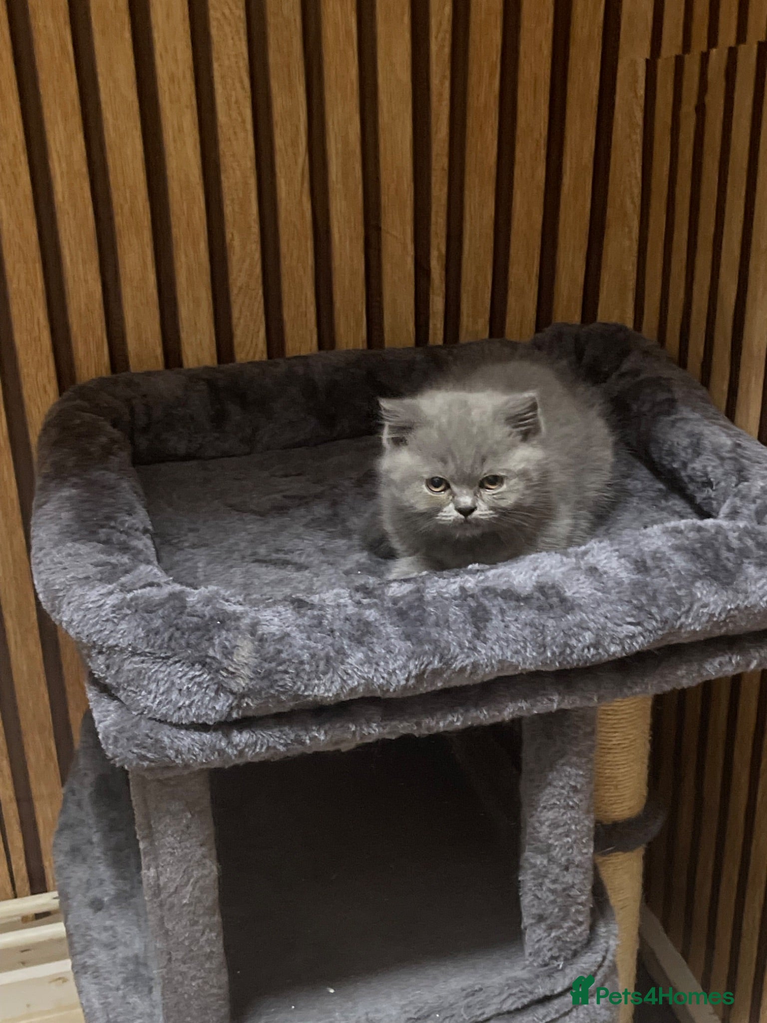 British Shorthair cats PEDIGREE BRITISH SHORTHAIR BLUE KITTENS - Advert 2