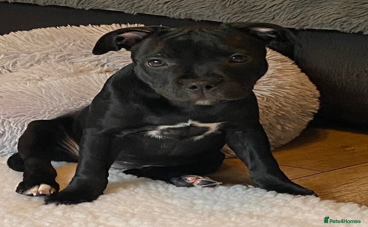 Staffordshire Bull Terrier dogs in Swansea - Advert 3