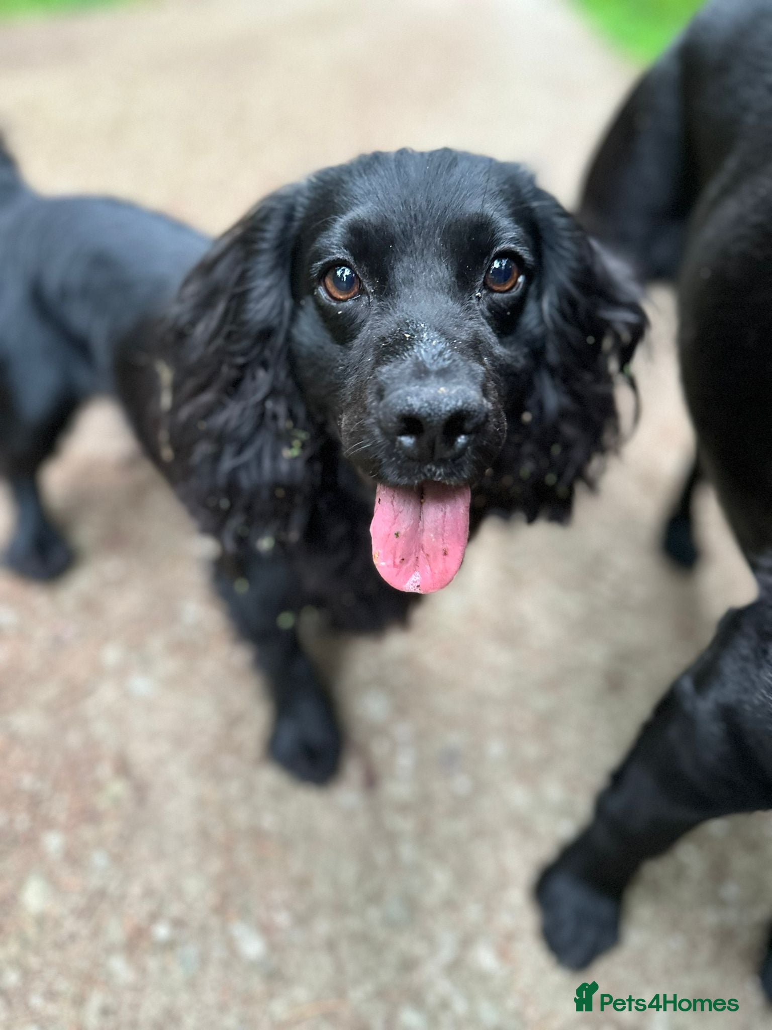 Cocker Spaniel dogs Very Small Working Cocker Spaniel for Stud  - Advert 14