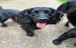 Cocker Spaniel dogs for stud: Very Small Working Cocker Spaniel for Stud  - Image 1