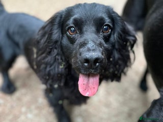 Cocker Spaniel dogs - Advert 2