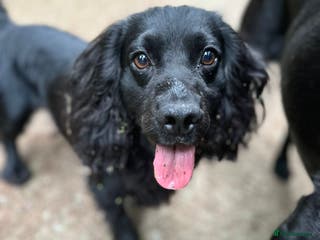 Cocker Spaniel dogs Proven Very Small Working Cocker Spaniel for Stud - Advert 2