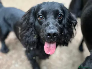 Cocker Spaniel dogs Proven Very Small Working Cocker Spaniel for Stud - Advert 4