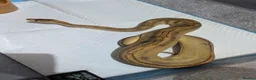 Python Snake reptiles for sale: 2 x royal pythons for sale/rehome in Coalville - Advert 8