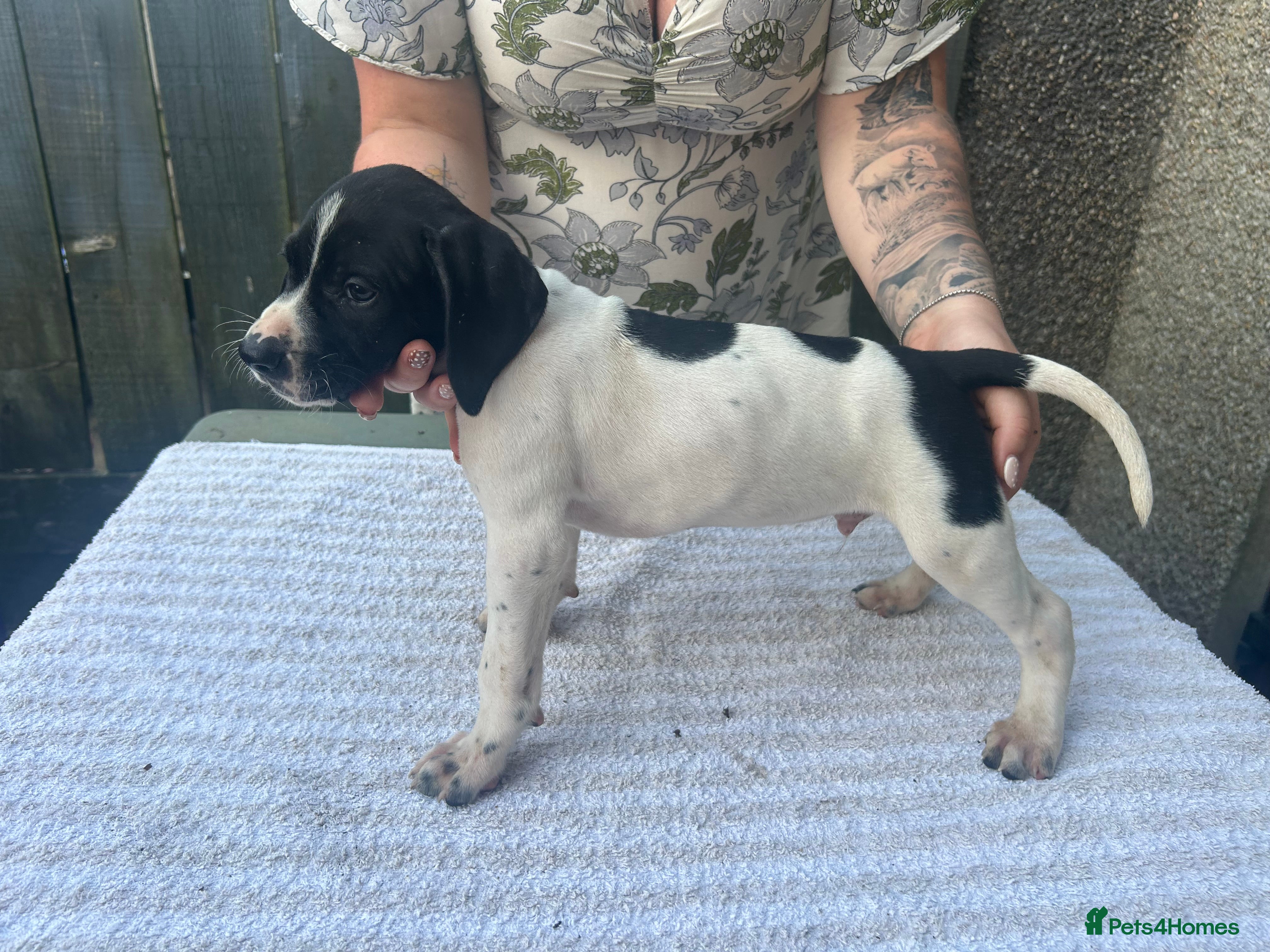 Pointer dogs for sale: KC English Pointer Puppies - Advert 6
