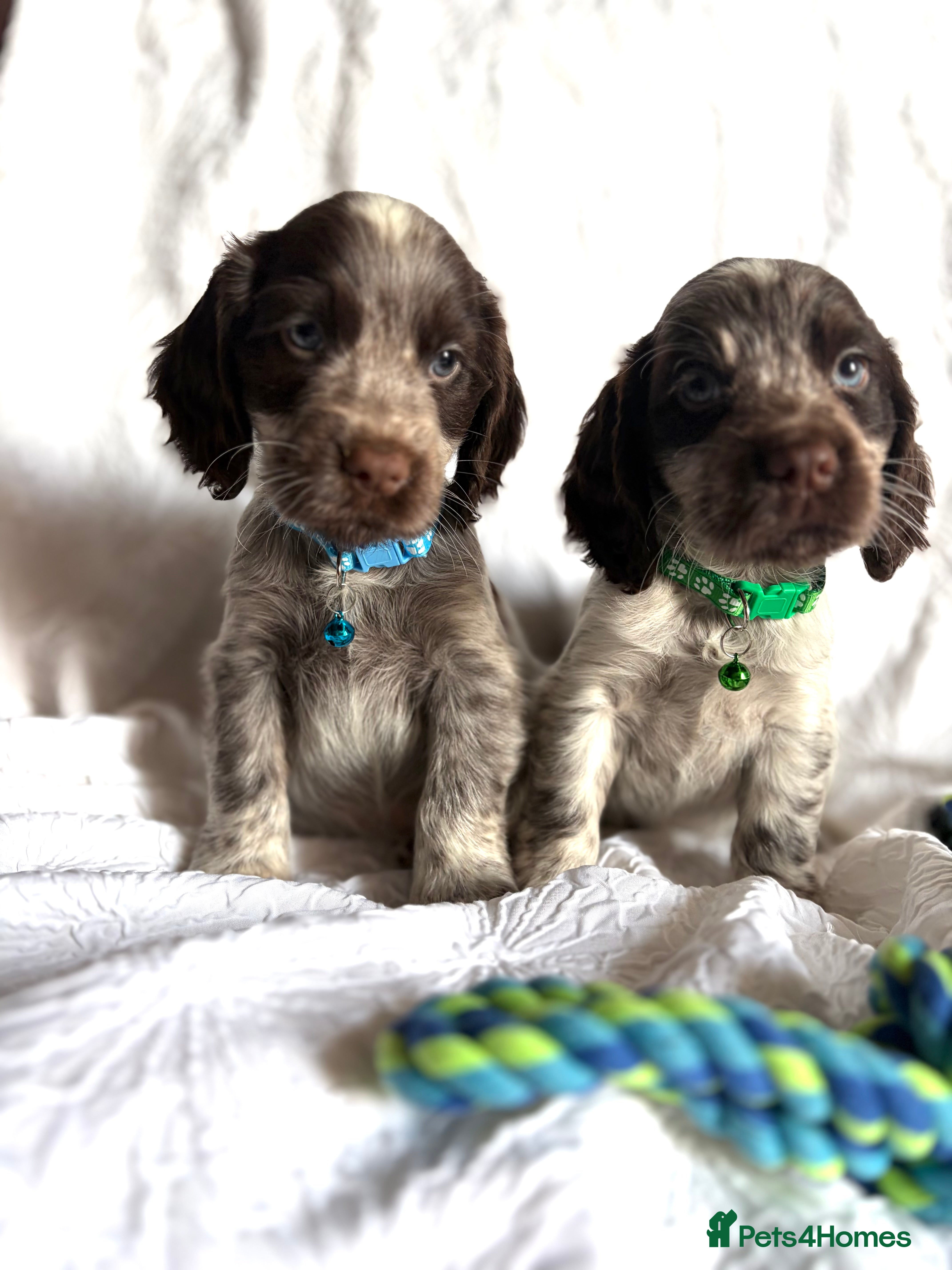 Cocker Spaniel dogs Show Type Chocolate Roan Cocker Spaniel Puppies - Advert 4