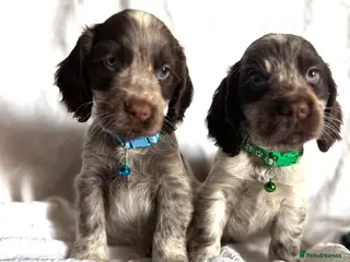 Cocker Spaniel dogs Show Type Chocolate Roan Cocker Spaniel Puppies - Advert 4