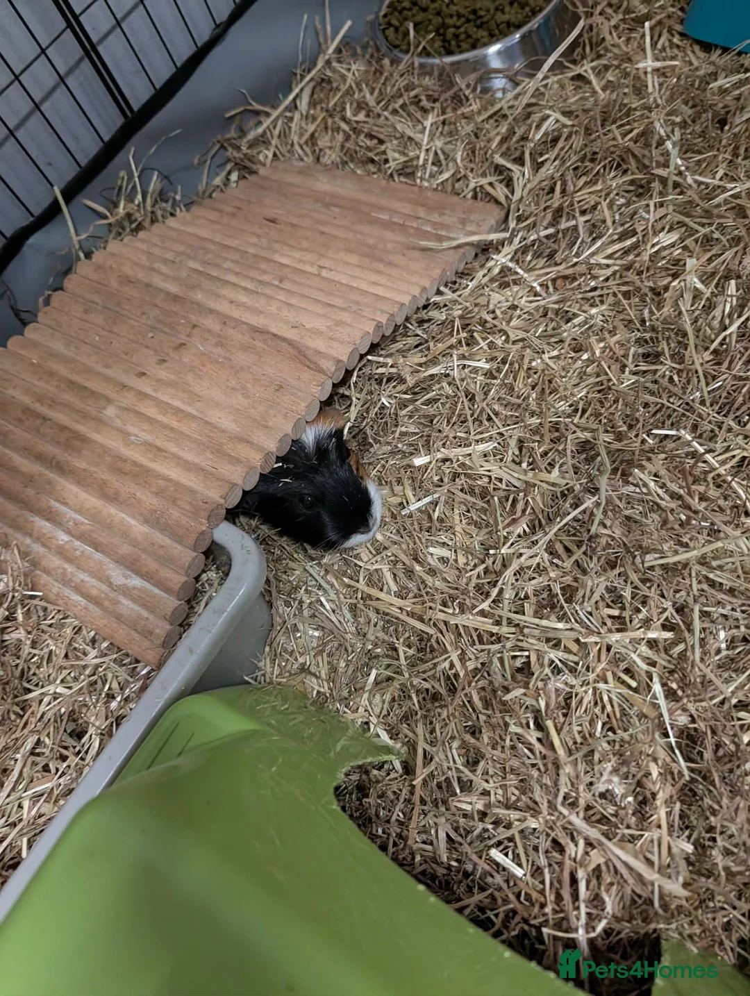 Guinea Pig rodents for sale: 2 female Guinea pigs with set up  - Advert 9