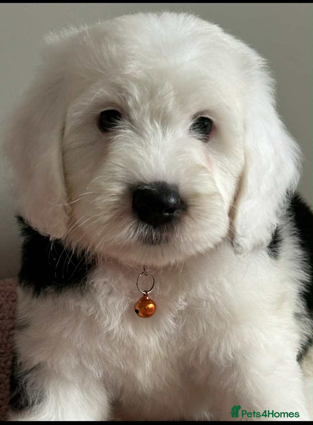 Sheepadoodle dogs for sale: unique sheepadoodles due - Image 3
