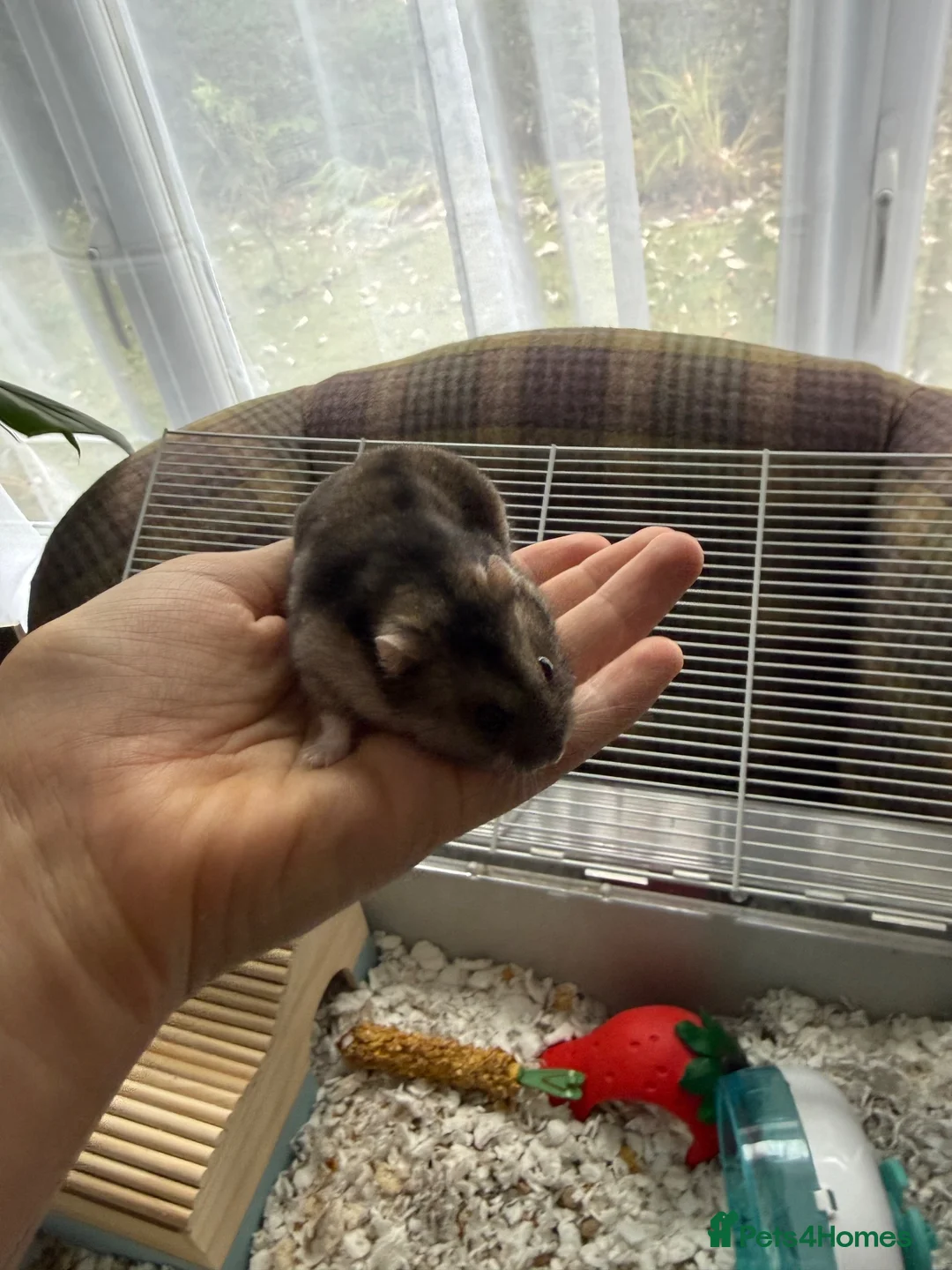 Hamster rodents for sale: female hamster  in Preston - Advert 2