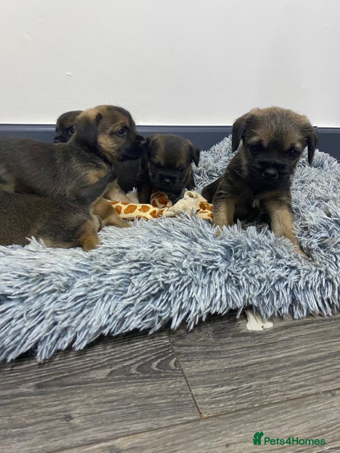 Border Terrier dogs for sale: Beautiful Border Terrier puppies for sale - Advert 5