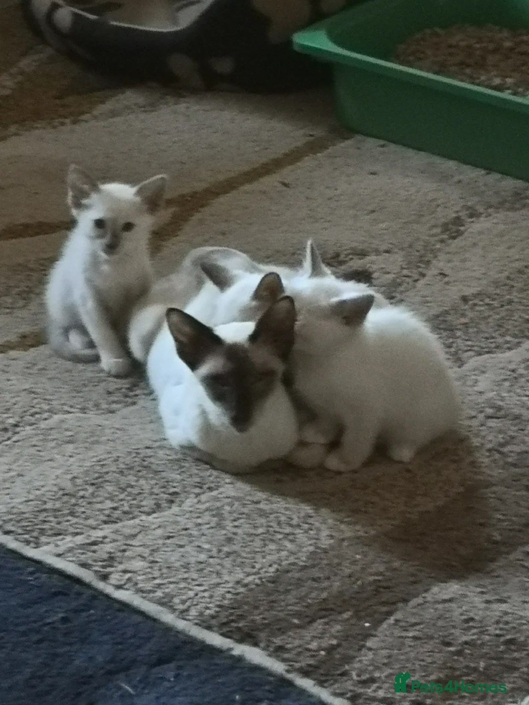 Siamese cats for sale: Siamese and Ragdoll cross kittens (Ragamese) - Advert 2