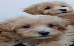 Maltipoo dogs for sale: ✨ F1 Maltipoo Puppies – Tiny, Loving & intelligent - Image 4